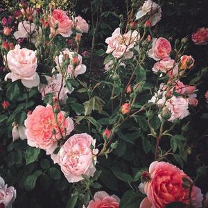 黑人大鷄巴一級黃大雞巴
